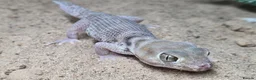 Mixed Breed reptiles for sale: Various geckos and anoles - Advert 6