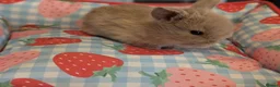 Mixed Breed rabbits for sale: Mini Lop x Netherland Dwarf Bunnies🐇 - Advert 5
