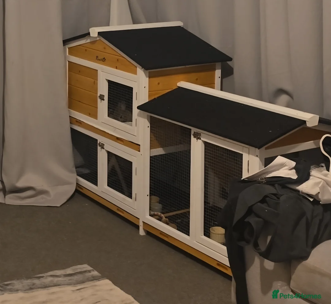 Netherland Dwarf rabbits for sale: 11 month old Netherland Dwarf *hutch included* in Croydon - Advert 3