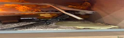 Python Snake reptiles for sale: 5 year old Royal ball Python  in Eastbourne - Advert 5