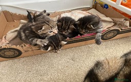 Mixed Breed cats for sale: Gorgeous tabby kittens (ONLY 1 LEFT) - Image 20
