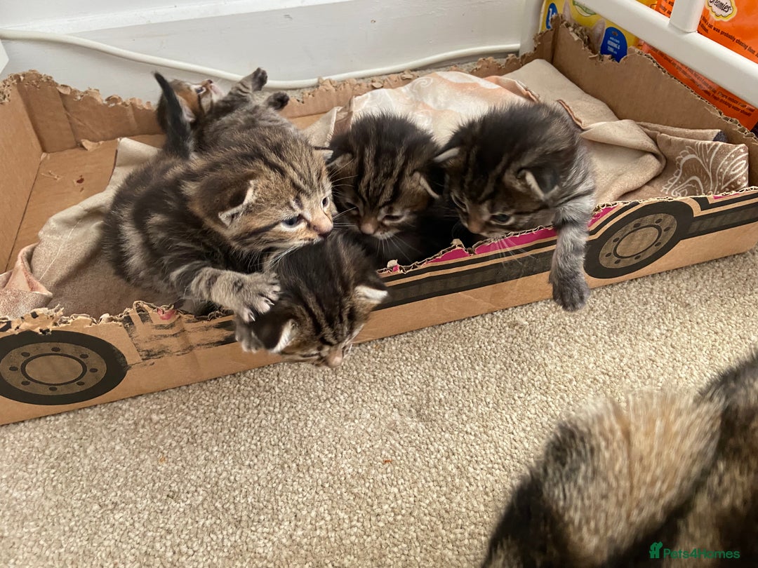 Mixed Breed cats for sale: Gorgeous tabby kittens (ONLY 1 LEFT) - Image 20