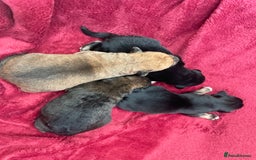 Mixed Breed dogs for sale: Malkita puppies 4 boys  - Image 1