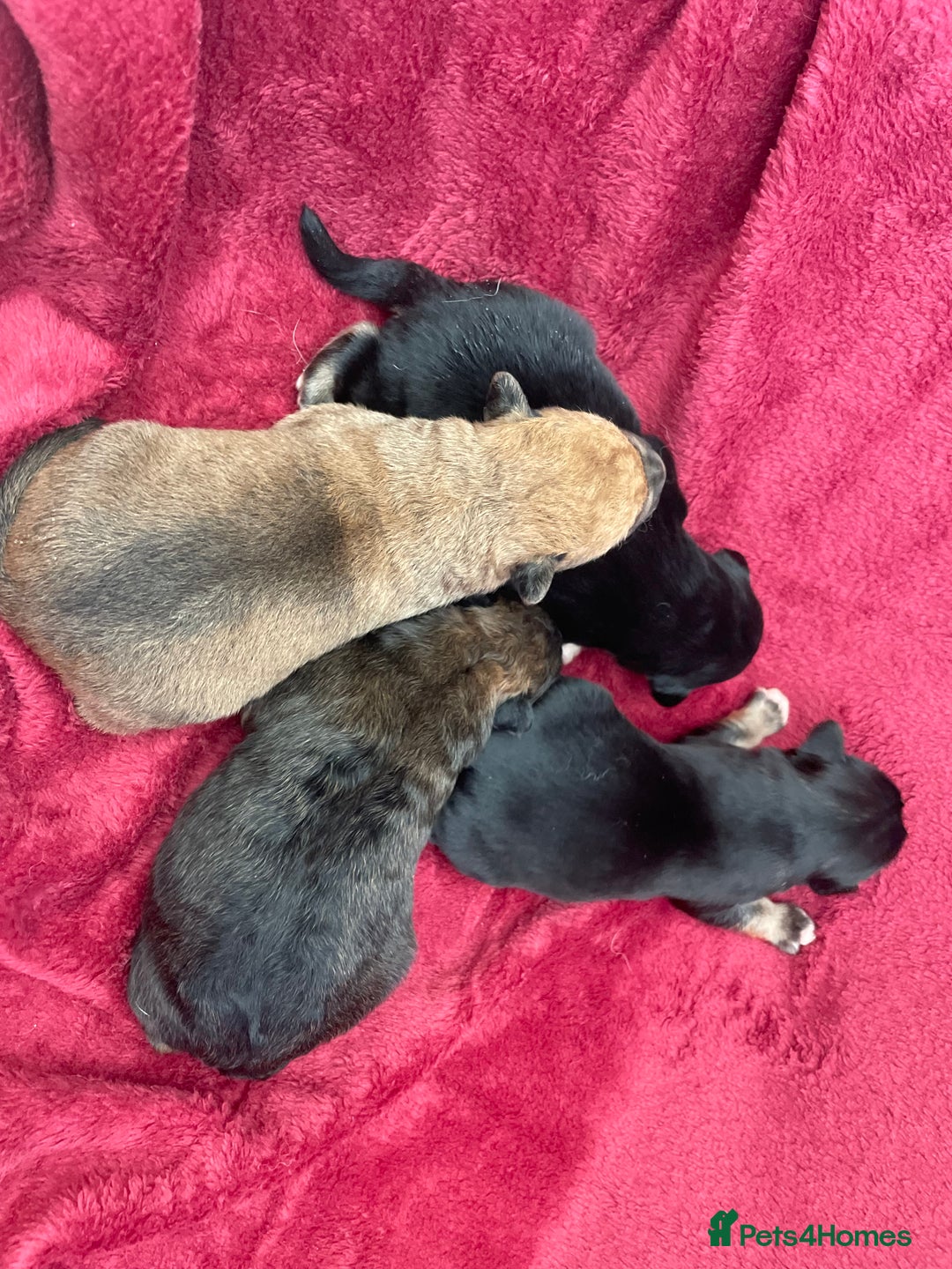 Mixed Breed dogs for sale: Malkita puppies 4 boys  - Image 1