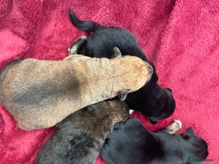 Mixed Breed dogs - Advert 11