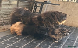 Chow Chow dogs for sale: BLACK GIRL CHOW CHOW - READY NOW!!! - Image 10