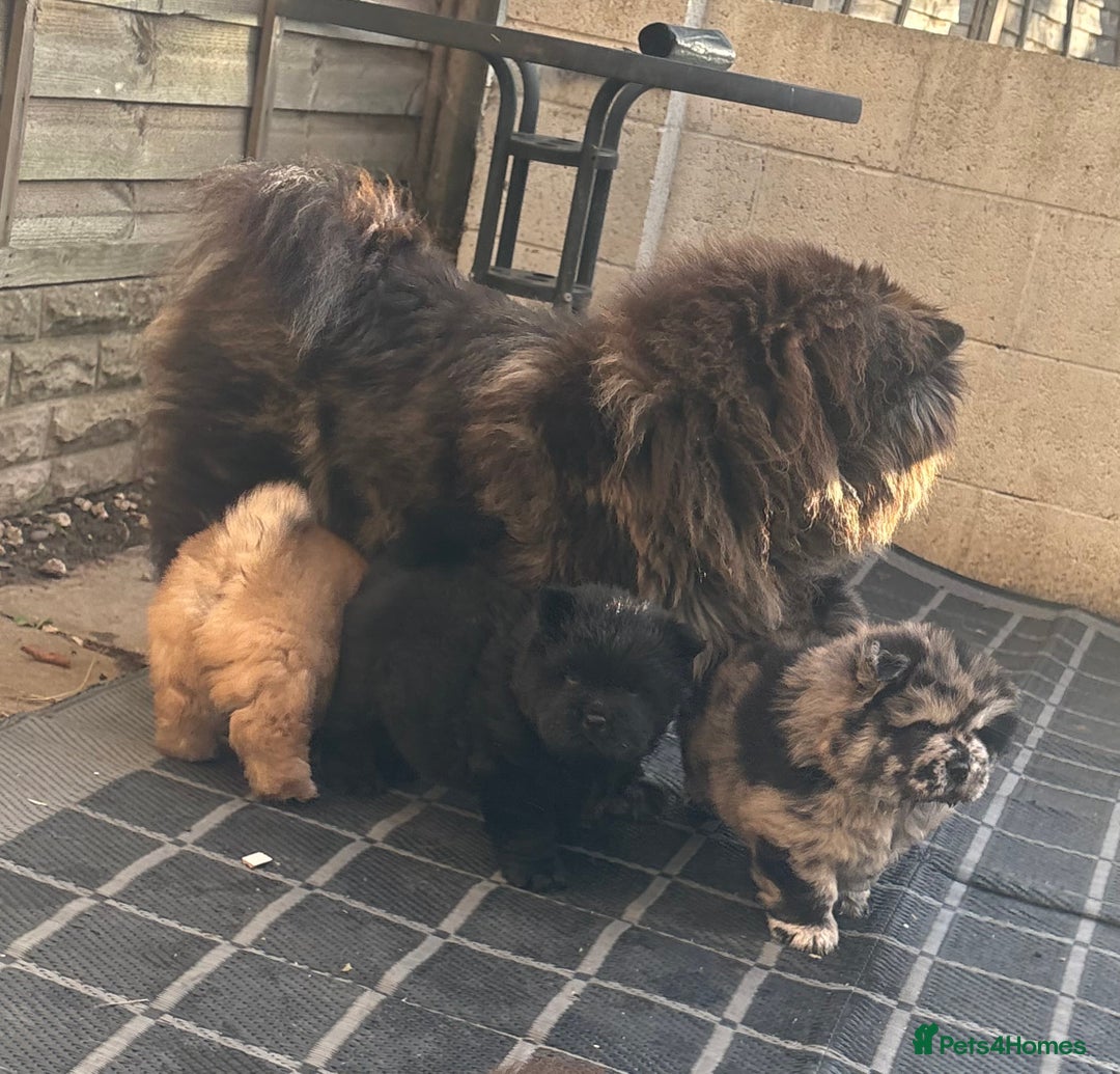 Chow Chow dogs for sale: BLACK GIRL CHOW CHOW - READY NOW!!! - Image 10