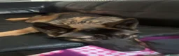 Mixed Breed dogs for sale: Nayas - Advert 5