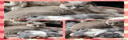 British Shorthair cats for sale: Perfect girl british shorthair kitten - Advert 11