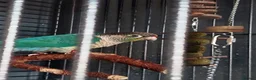 Conures birds for sale: Turquoise yellow sided/cinnamon  in Manchester - Advert 3