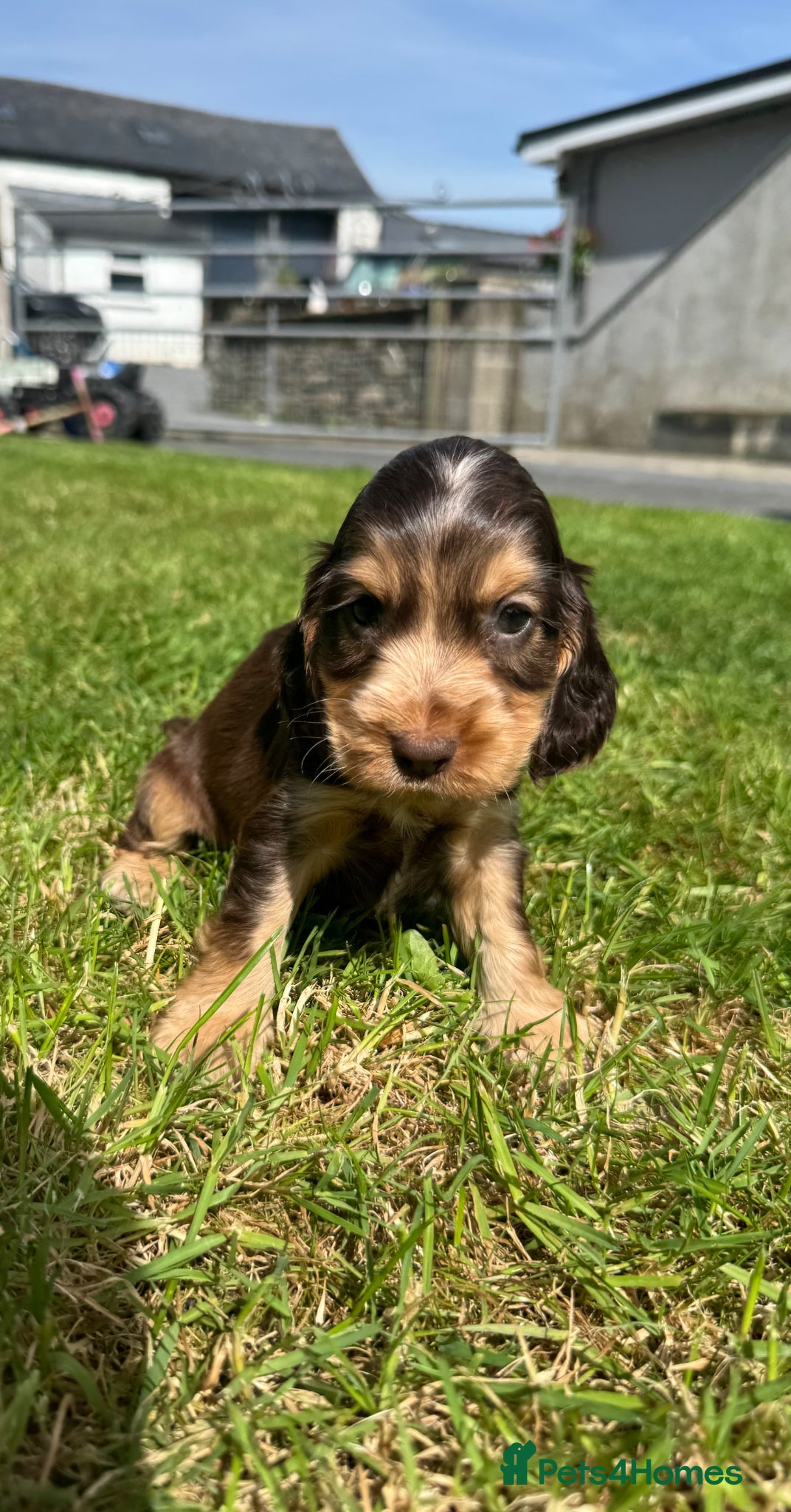 Cocker Spaniel dogs for sale: DNA tested clear Show type Cocker Spaniels in Ystrad Meurig - Advert 13