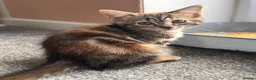 Mixed Breed cats for sale: 2 beautiful Bengal cross girls - Advert 2