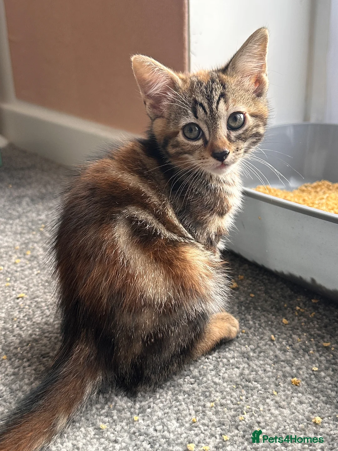 Mixed Breed cats for sale: 2 beautiful Bengal cross girls - Advert 2