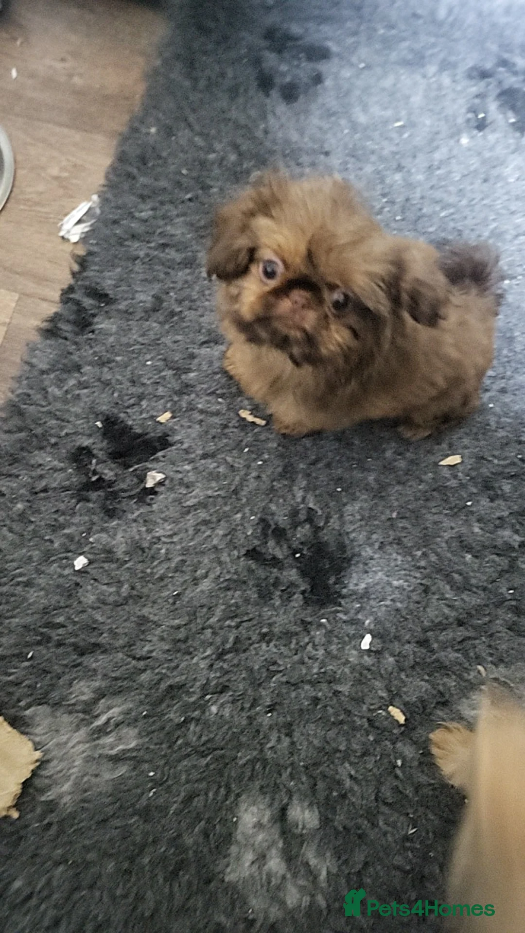 Shih Tzu dogs for sale: shih tzu imperial small girl & boy choc orange  - Advert 12