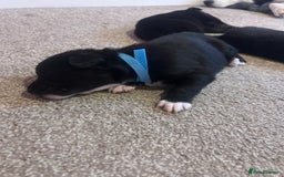 Mixed Breed dogs for sale: Huskadors/labskys - Image 9