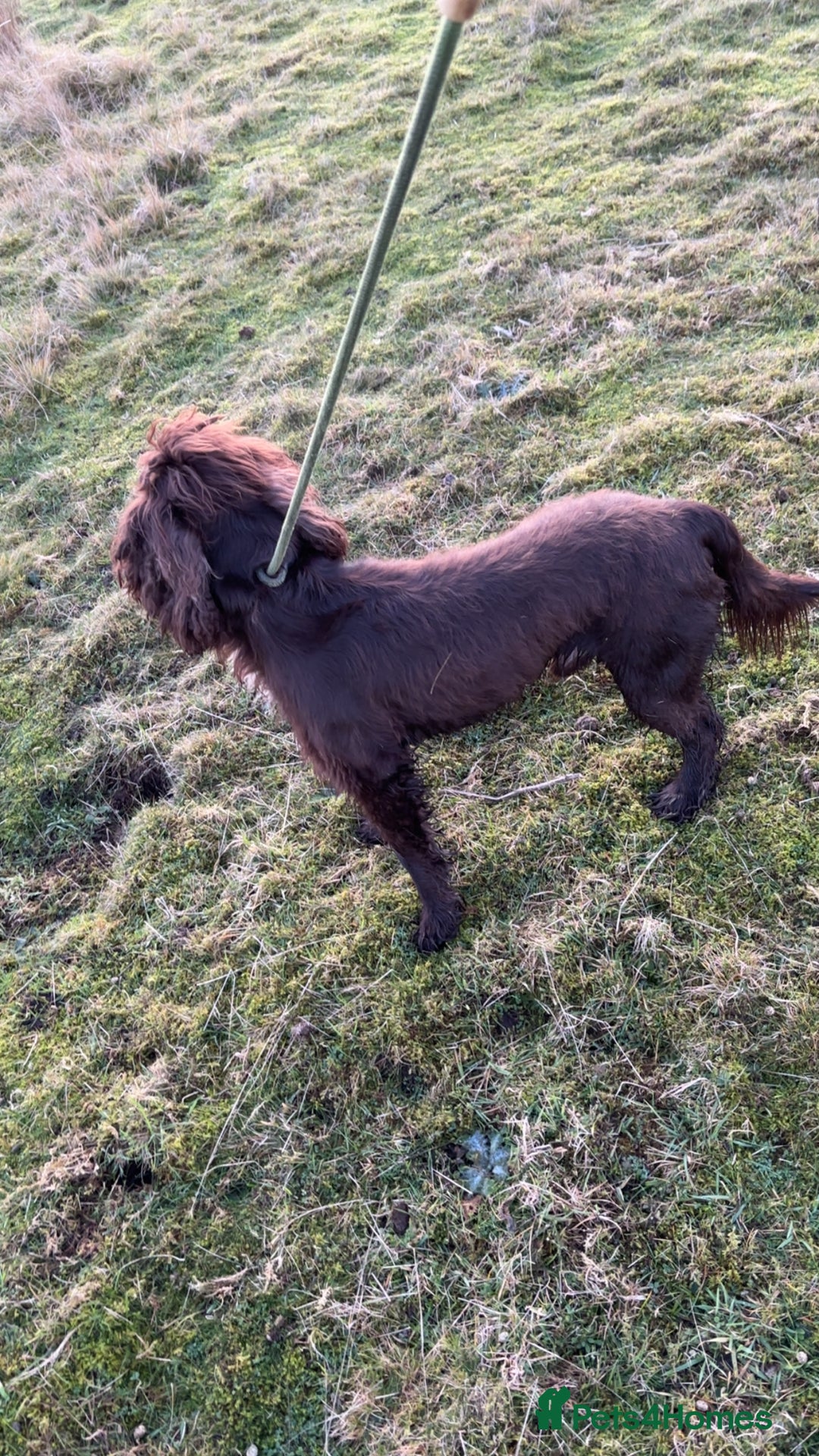 Cocker Spaniel dogs for sale: Lovely full of life male chocolate cocker spaniel. - Advert 6