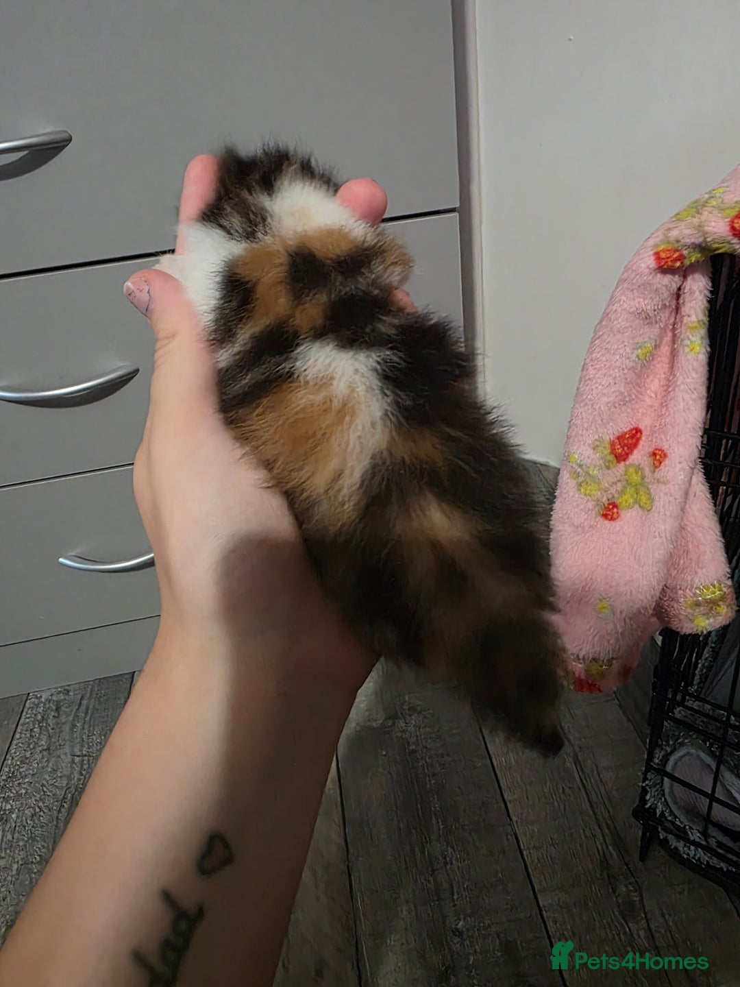 Mixed Breed cats for sale: Beautiful Fluffy Kittens 2 Boys 1 Girl - Image 11