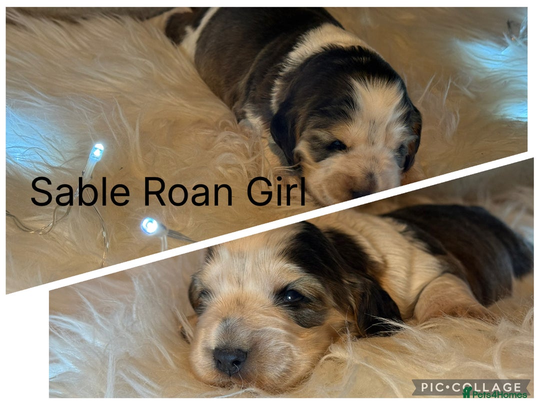 Cocker Spaniel dogs for sale: KC Show Cocker Spaniels , health tested parents  - Advert 1