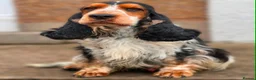 Cocker Spaniel dogs for sale: Show Cocker Pups Ready Now⭐️ - Advert 17