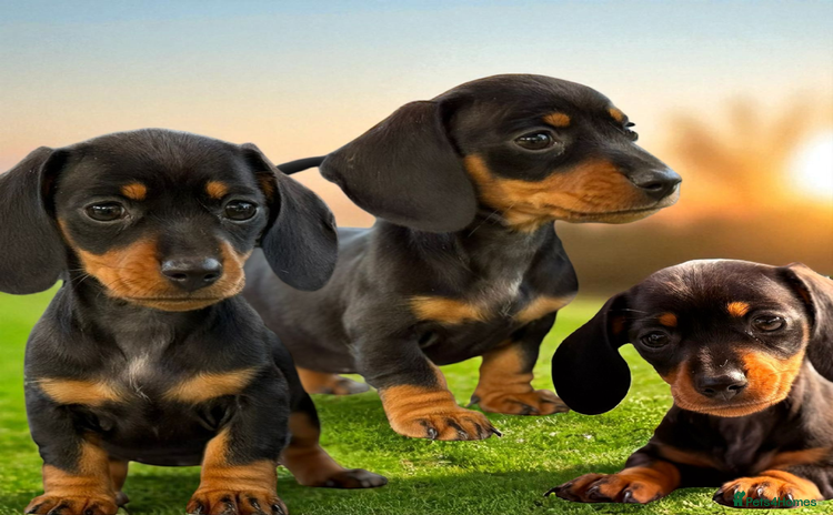 Miniature Dachshund dogs - Advert 13