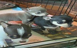 Chihuahua dogs for sale: Small Chihuahua puppies for sale  - Image 6