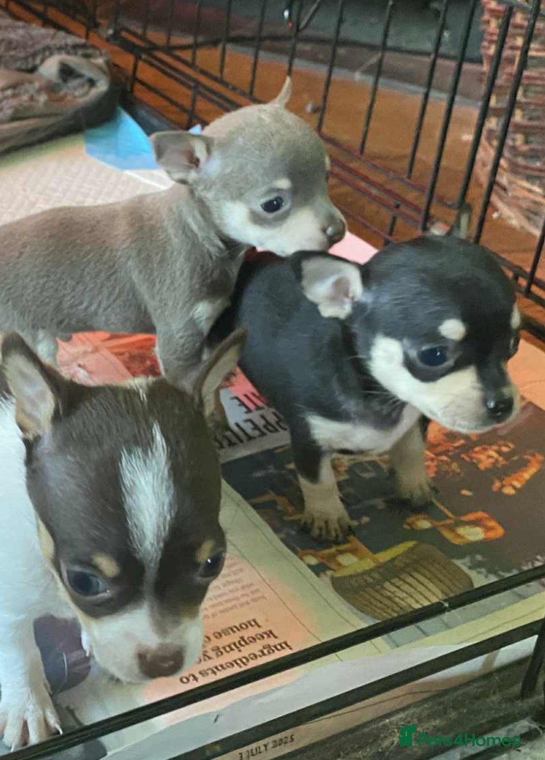 Chihuahua dogs for sale: Small Chihuahua puppies for sale  - Image 6