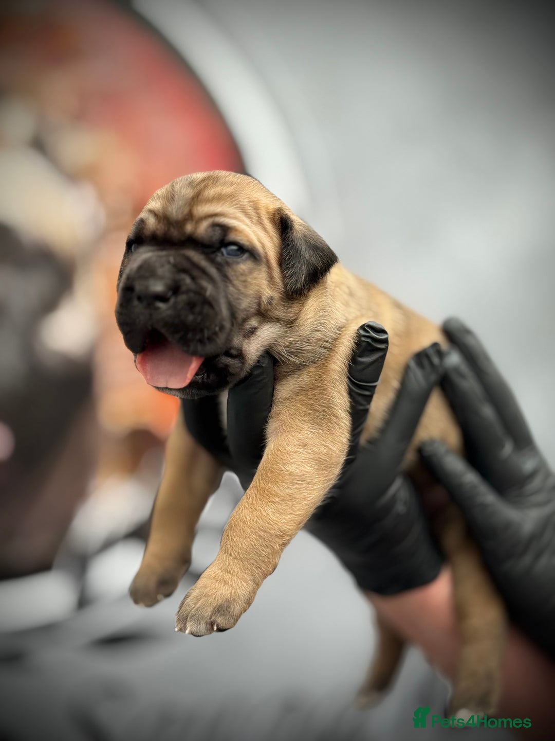 Cane Corso dogs for sale: 🐾✨PatoSquad Kennel FCI Grand Champion Puppies✨🐾 - Advert 9