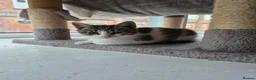 Domestic Shorthair cats for adoption: Poppy and Pip brother and sister for adoption ❤️ - Advert 9