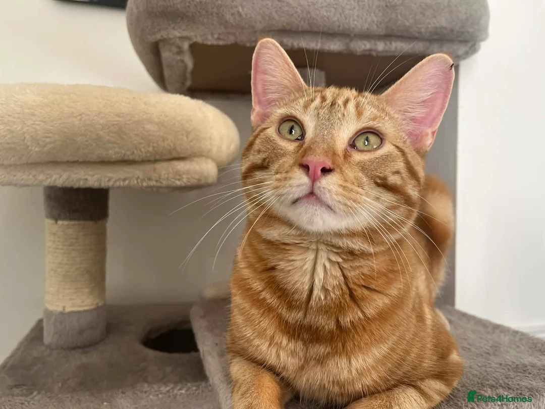Mixed Breed cats for sale: Ginger cat in Gravesend - Advert 2