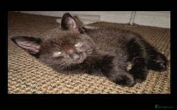 British Shorthair cats for sale: British shorthair cross kittens - Image 8