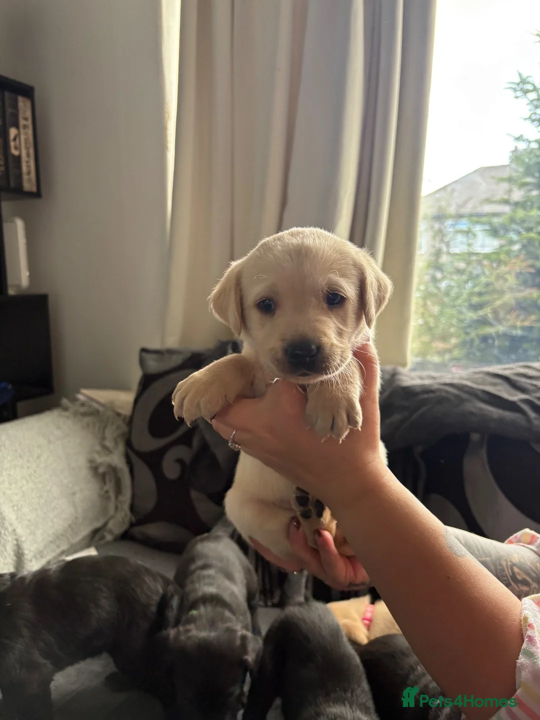 Labrador Retriever dogs for sale: 7 working labs for sale! - Advert 12