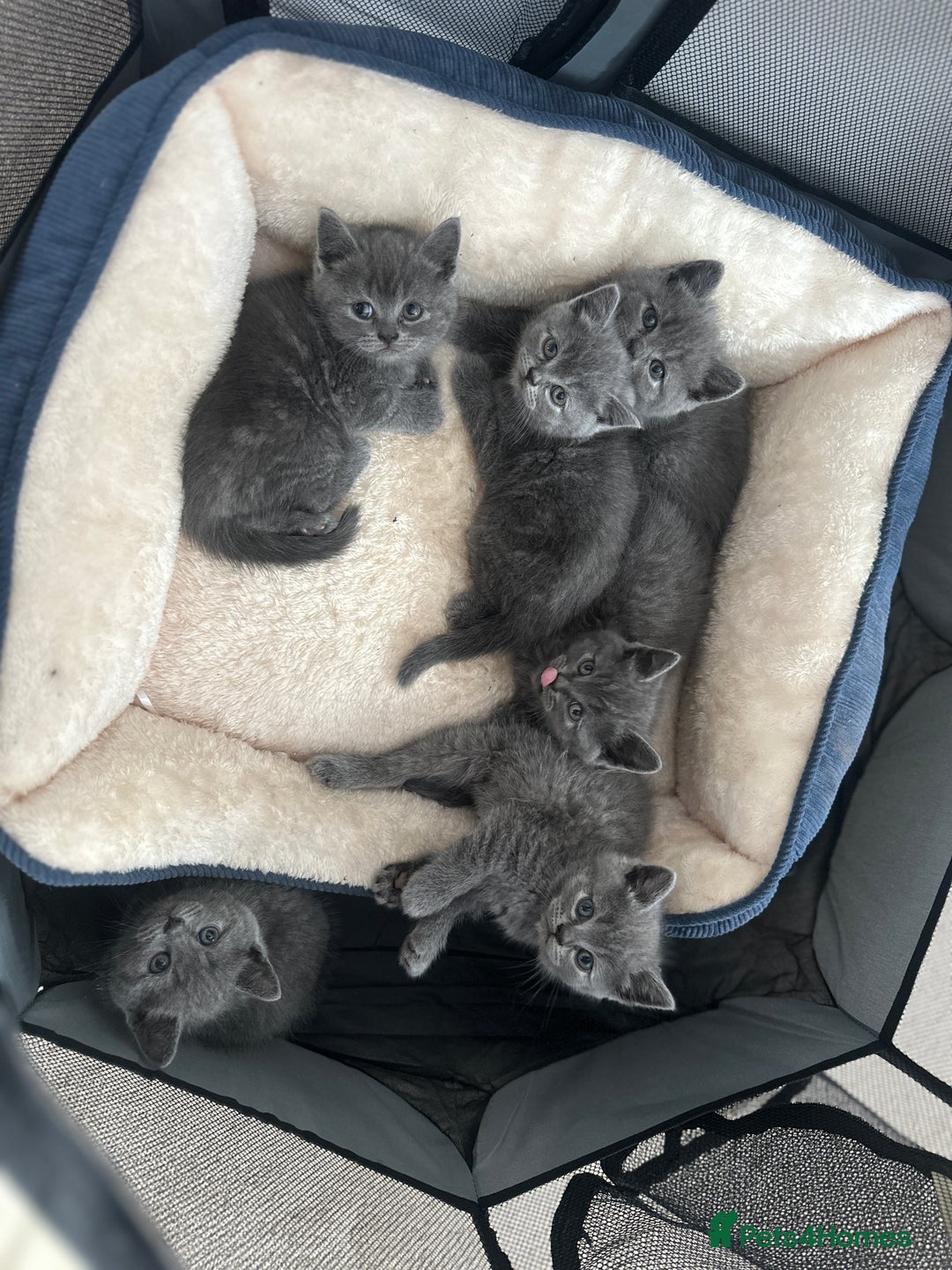 British Shorthair cats for sale: Adorable British Shorthair Kittens  - Image 13