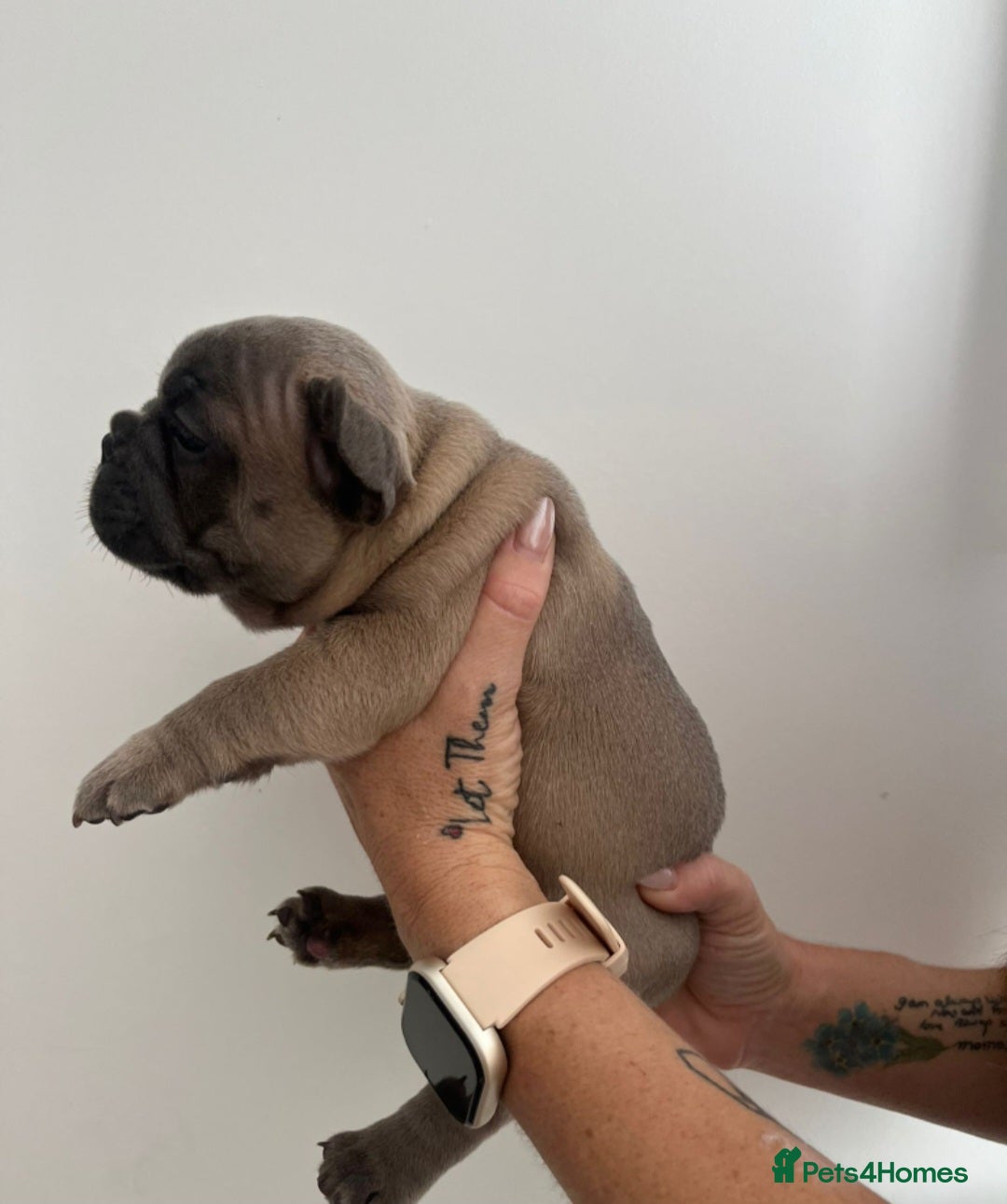 French Bulldog dogs for sale: Quality french bulldogs available to leave 🐾 - Image 20