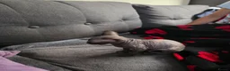 Sphynx cats for sale: Canadian sphynx kittens looking for home - Advert 30