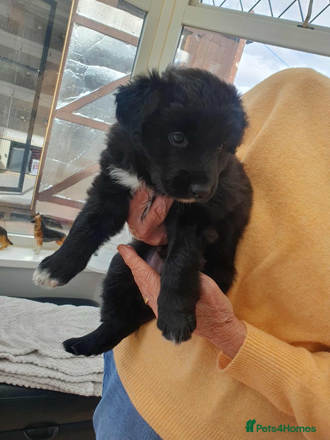 Mixed Breed dogs for sale: German Shepherd x collie - Image 9