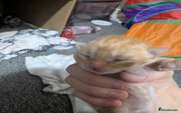 Mixed Breed cats for sale: Beautiful kittens - Image 15