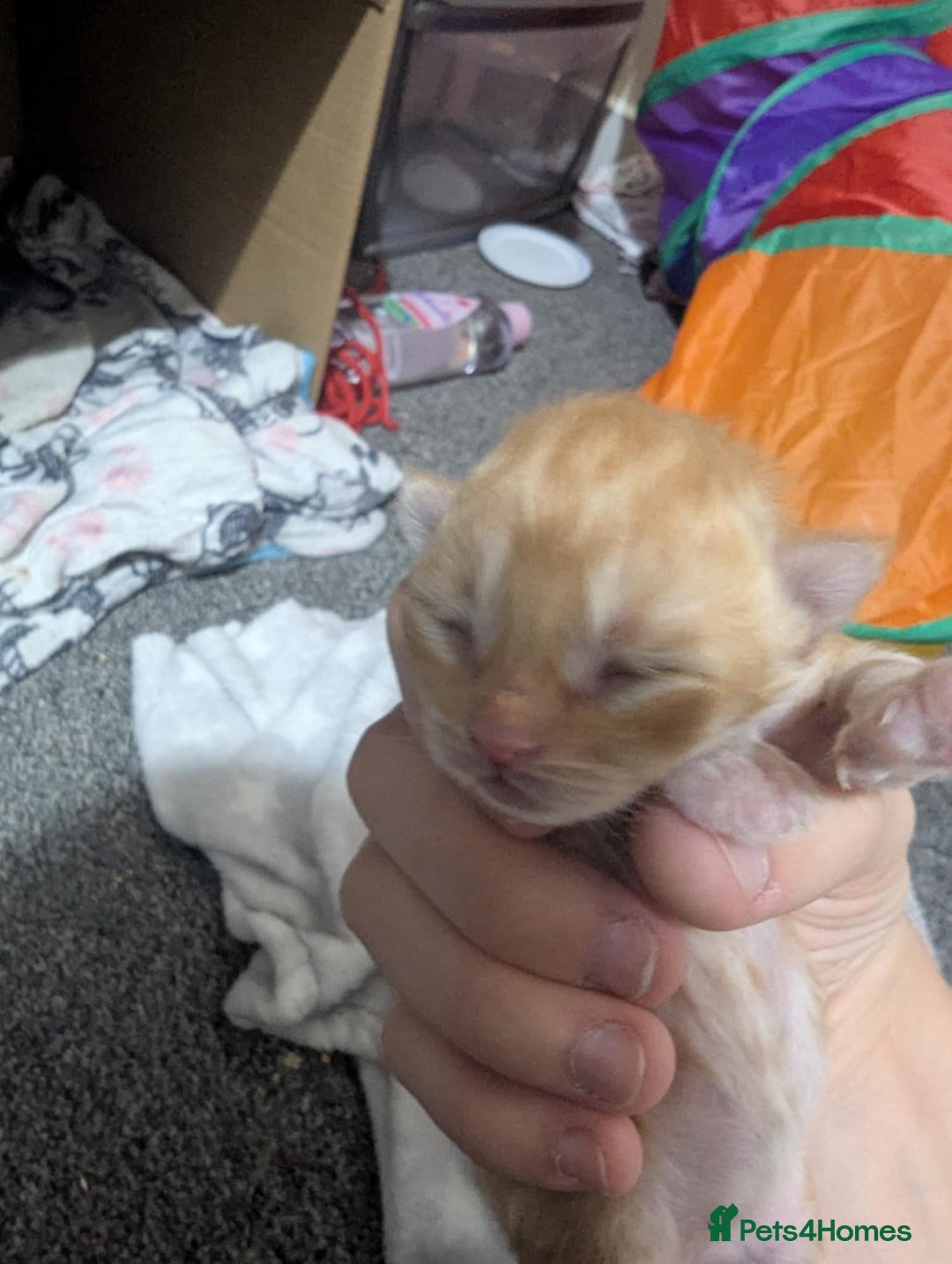 Mixed Breed cats for sale: Beautiful kittens - Image 15