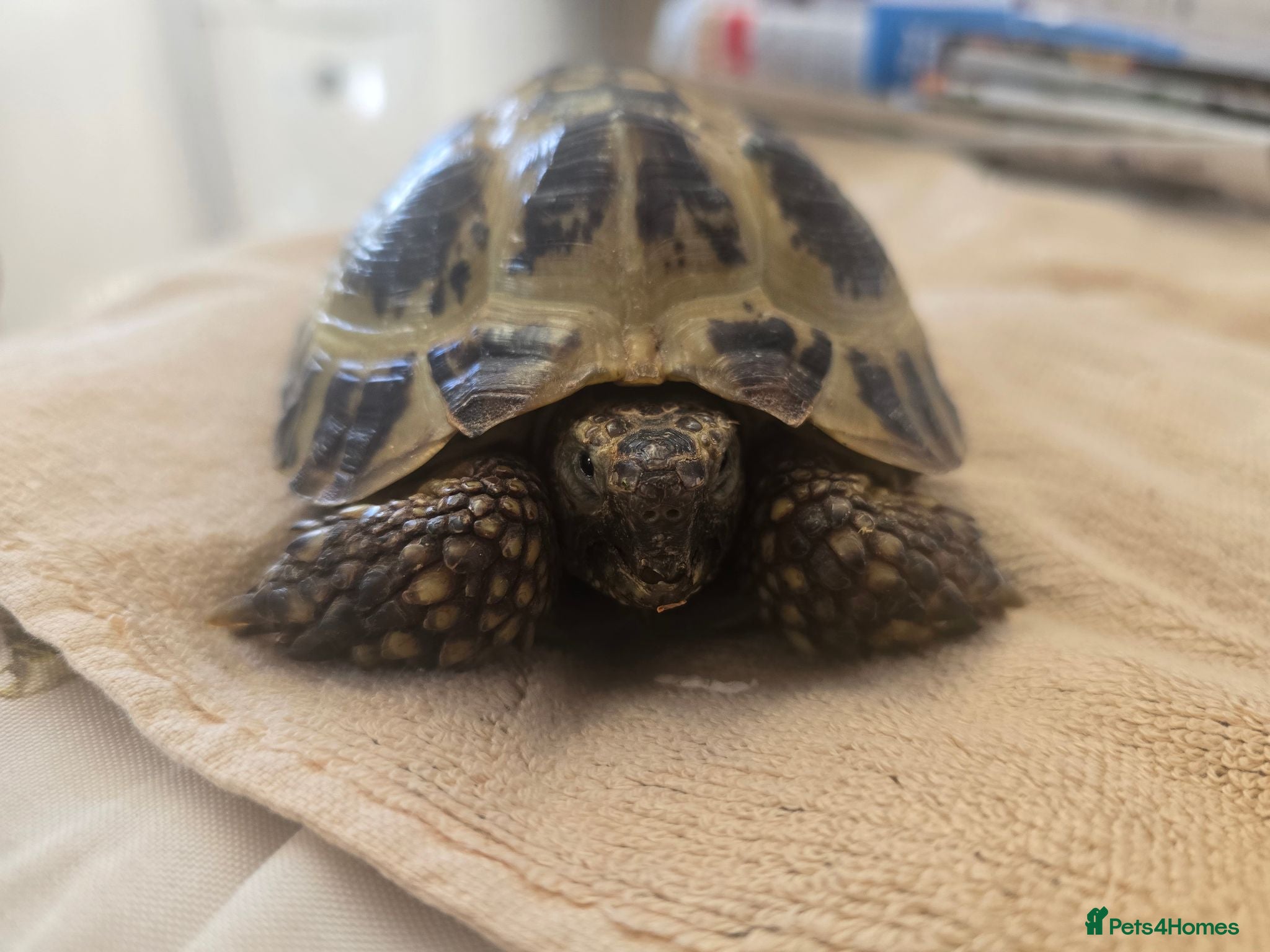 Tortoise reptiles Albert the horsefield - Advert 1