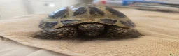 Tortoise reptiles for sale: Albert the horsefield - Advert 1