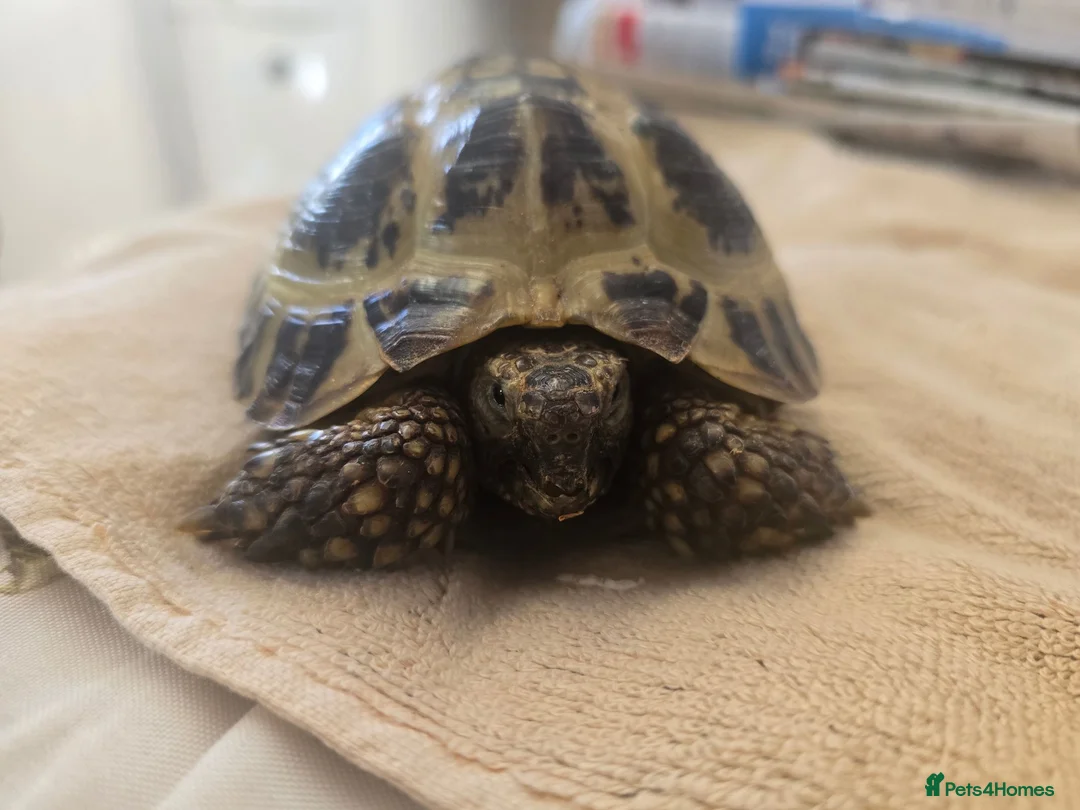 Tortoise reptiles for sale: Albert the horsefield - Advert 1