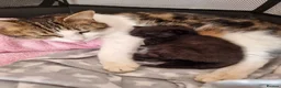 Domestic Shorthair cats for sale: Three kittens looking for the best homes in Spalding - Advert 4