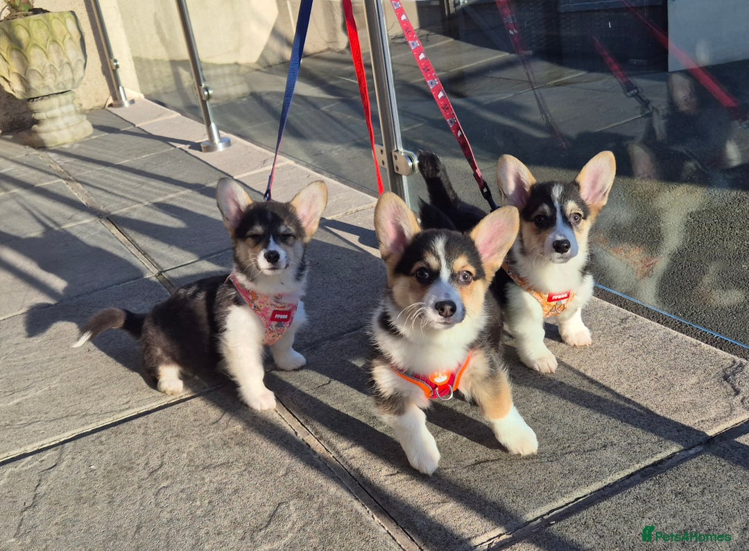 Welsh Corgi Pembroke dogs for sale: Kc reg 2 girls remaining bob & longtail - Advert 28