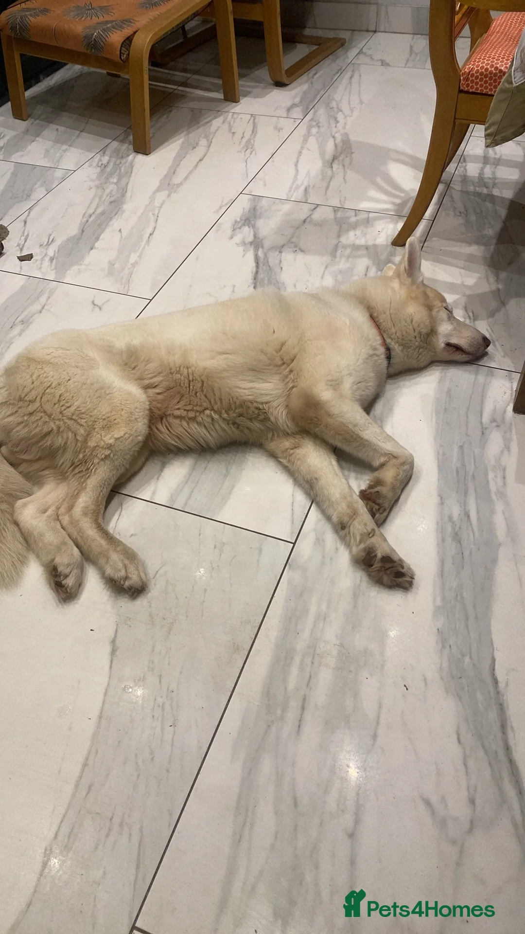 Mixed Breed dogs for sale: Husky German shepherd age 7  - Advert 2