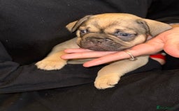 French Bulldog dogs for sale: 4 Little puppy original french bulldog 3 girls1 bo - Image 8