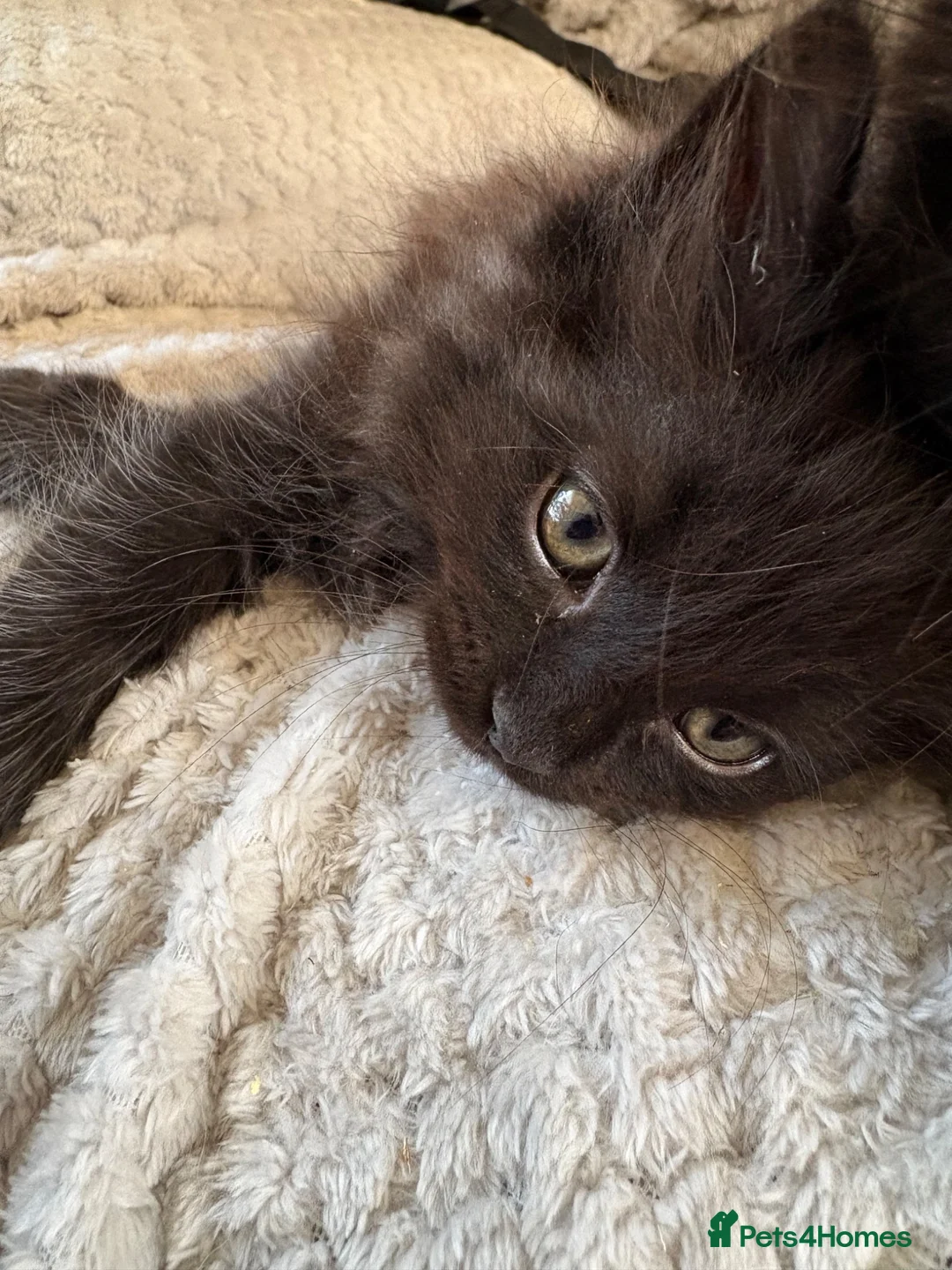 Ragcoon cats for sale: Kittens - Advert 4