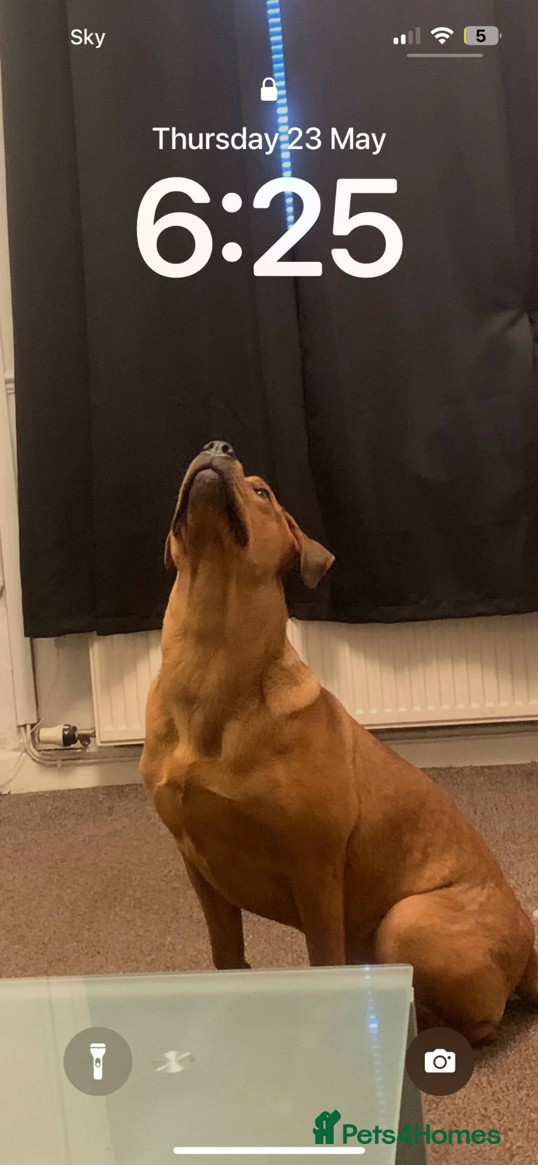 Mixed Breed dogs for sale: Rottweiler mix - Advert 2