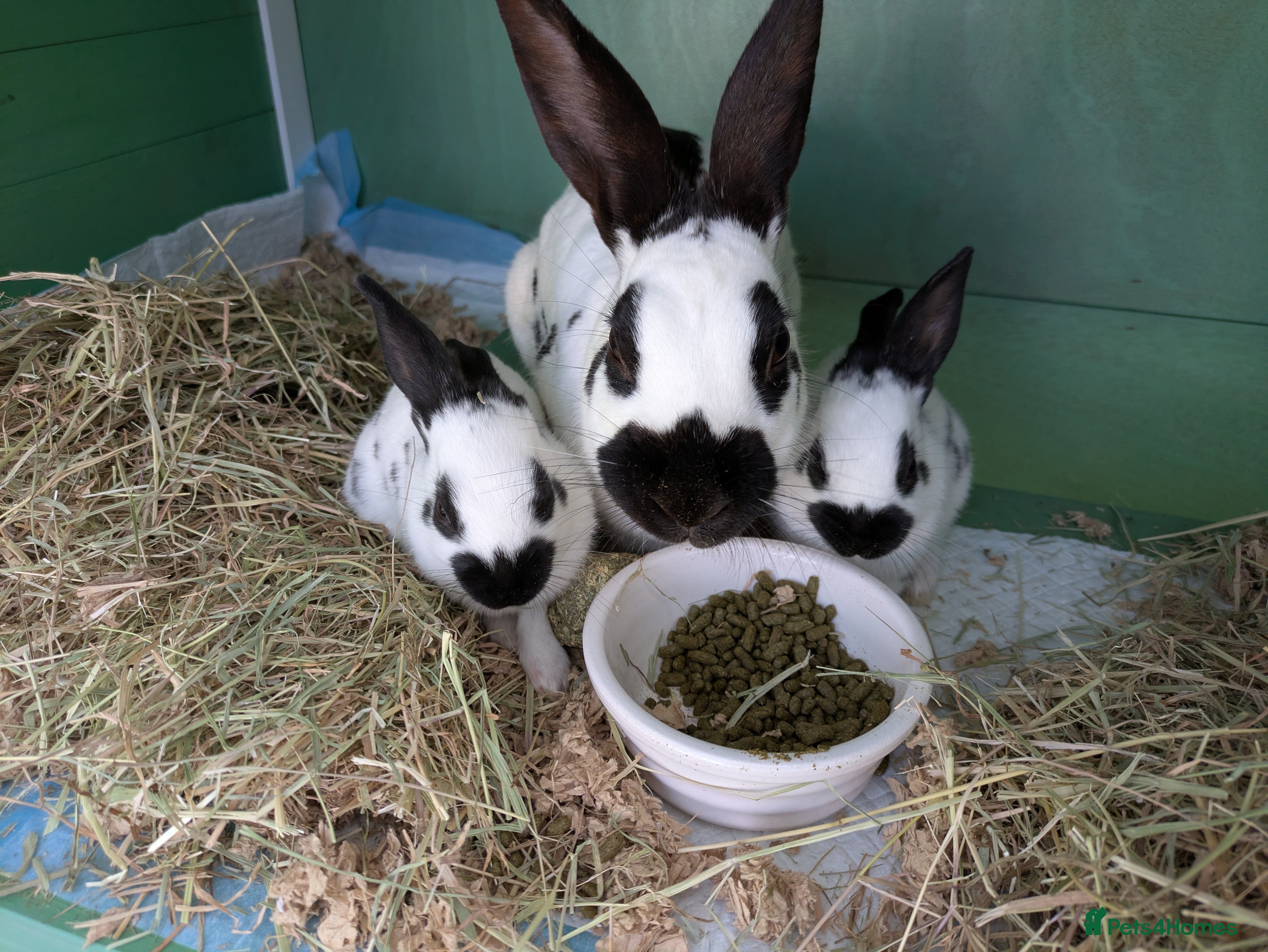 English Spot rabbits English Spot Doe and Neutered Buck - Advert 1