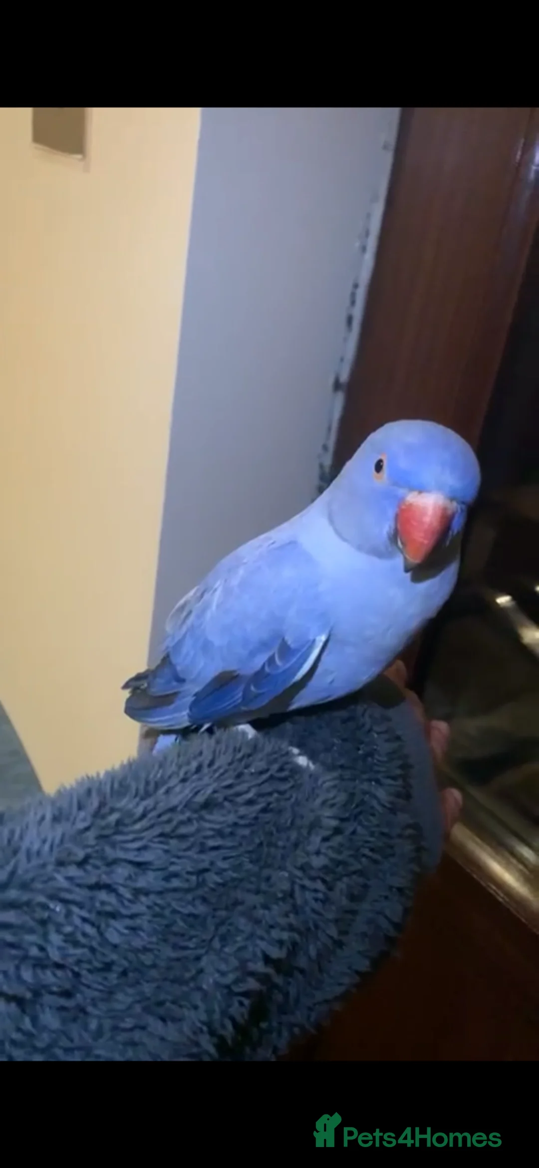 Ringnecks birds for sale: Cute Pair Of Ringnecks - Advert 2