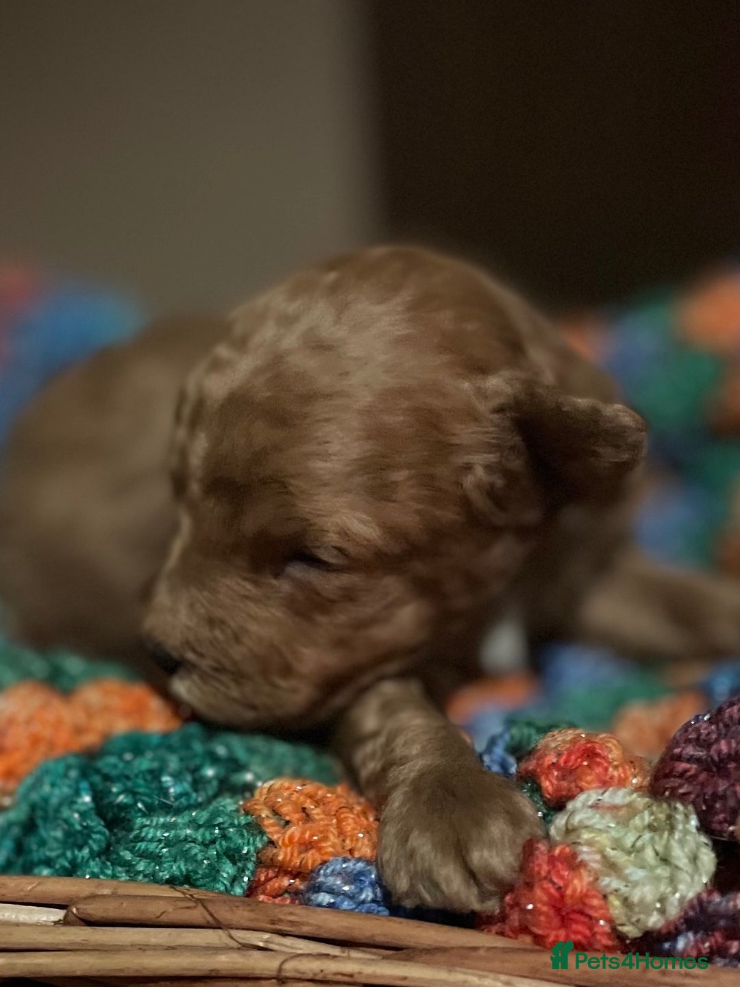 Toy Poodle dogs for sale: Toy Poodle Puppies For Sale KC Reg - Advert 12