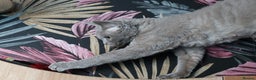 Devon Rex cats for sale: Devon Rex beautiful and healthy girl 2 years old  - Advert 2